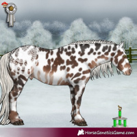Horse Color:Liver Chestnut Mushroom Appaloosa