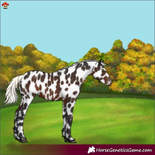 Horse Color:Liver Chestnut Mushroom Appaloosa 
