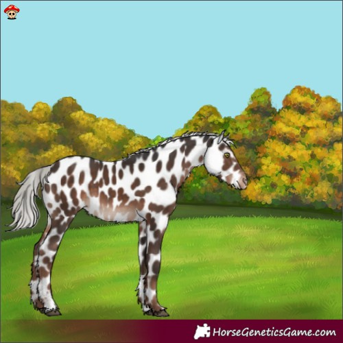 Horse Color:Liver Chestnut Mushroom Appaloosa 