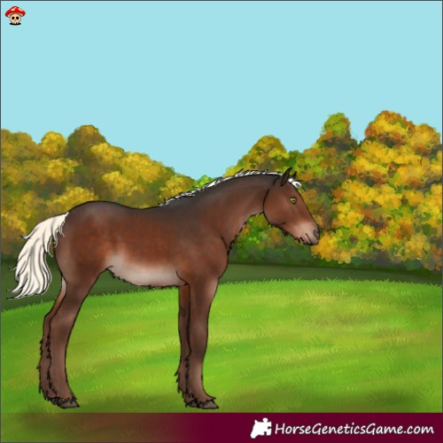 Horse Color:Liver Chestnut Mushroom 