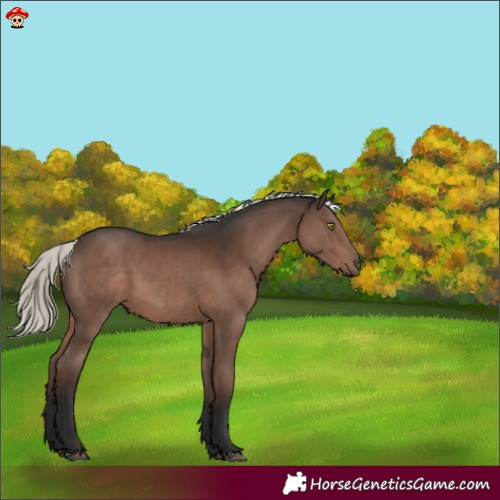 Horse Color:Liver Chestnut Mushroom 