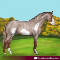 Horse Color:Red Roan Frame 