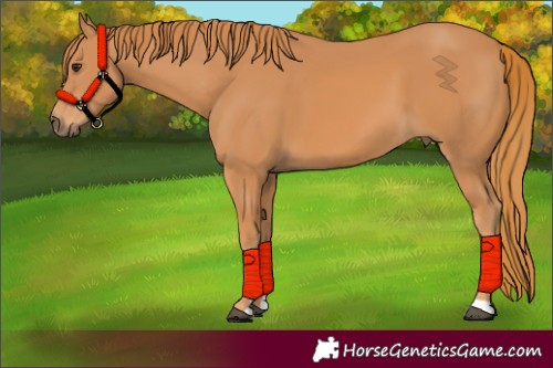 Horse Color:Chestnut 
