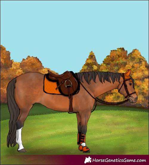 Horse Color:Bay Tobiano 