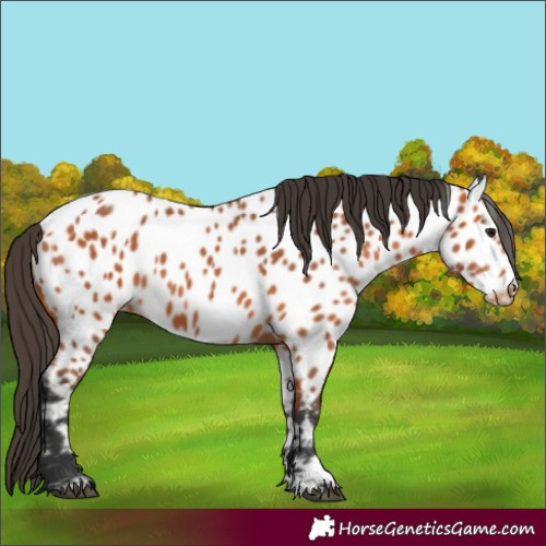 Horse Color:Bay Near Leopard