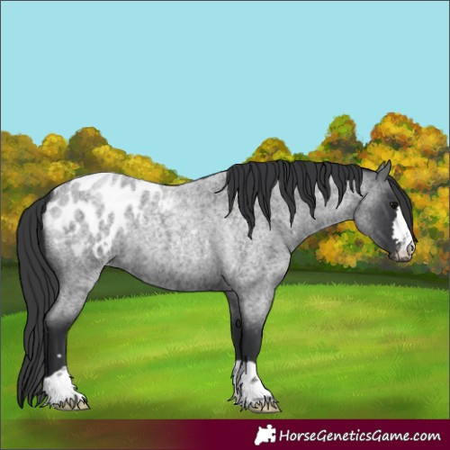 Horse Color:Blue Roan Appaloosa