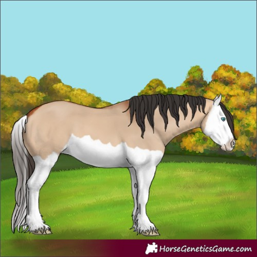 Horse Color:Bay Dun Splash 