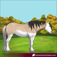 Horse Color:Bay Dun Splash 