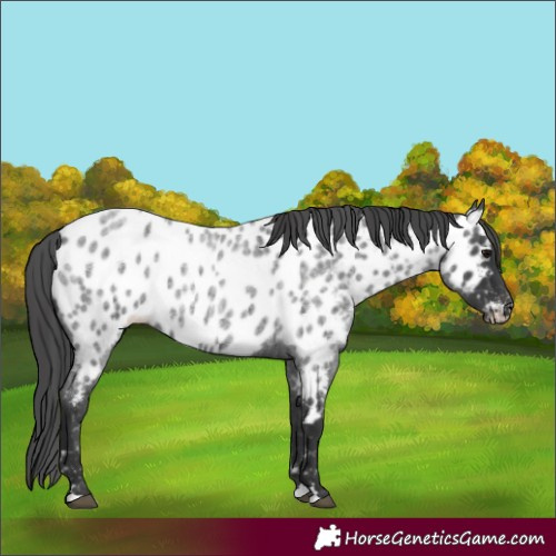 Horse Color:Blue Roan Near Leopard