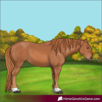 Horse Color:Chestnut 