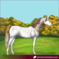 Horse Color:Red Dun Sabino Splash Appaloosa 