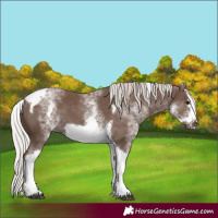 Horse Color:White Spotted Silver Black Tobiano Frame