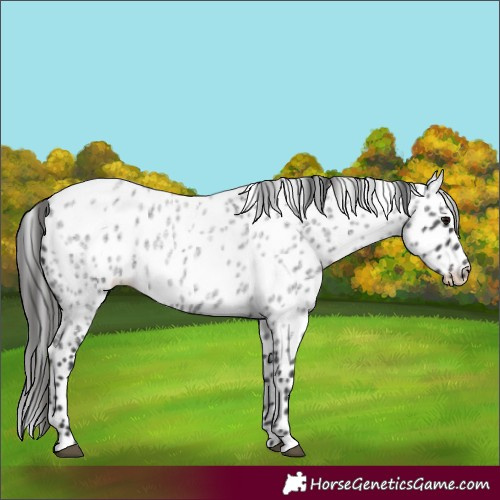 Horse Color:Unknown 
