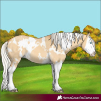 Horse Color:White Spotted Silver Buckskin Dun Splash 