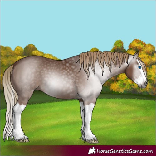 Horse Color:Gray Chestnut Splash