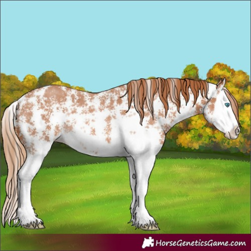 Horse Color:Chestnut Sabino Splash Rabicano