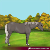Horse Color:Silver Black 