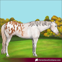 Horse Color:Gray Gold Champagne Sabino Appaloosa Rabicano 