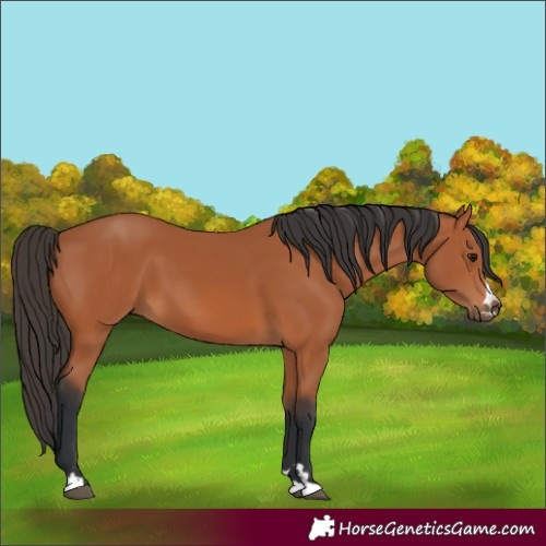 Horse Color:Unknown 