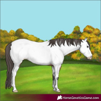 Horse Color:Brown Appaloosa 