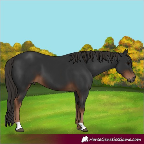 Horse Color:Gray Liver Chestnut 