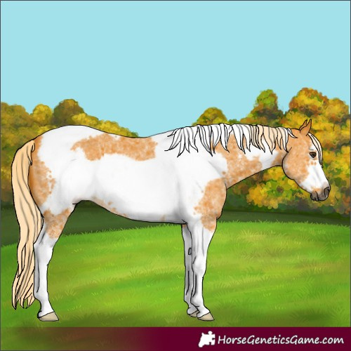 Horse Color:Unknown 