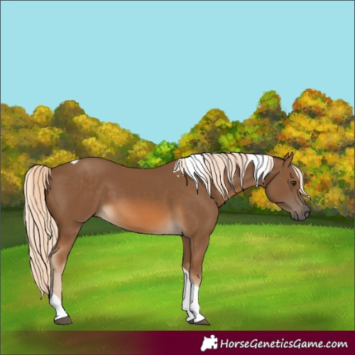 Horse Color:Chocolate Palomino Tobiano 