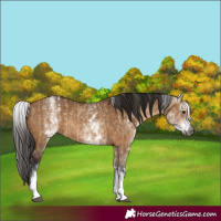 Horse Color:Gray White Spotted Bay Dun Rabicano and Gray White Spotted Bay Dun Rabicano
