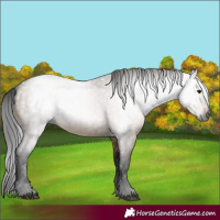 Horse Color:Gray Brown Dun 