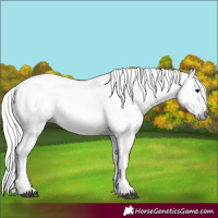 Horse Color:Gray Brown Dun
