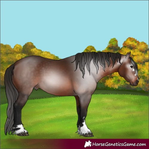 Horse Color:Gray Bay