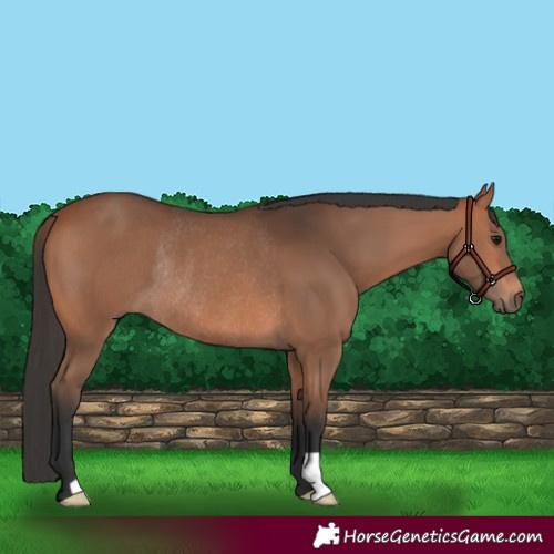 Horse Color:Bay Rabicano 