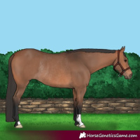 Horse Color:Bay Rabicano