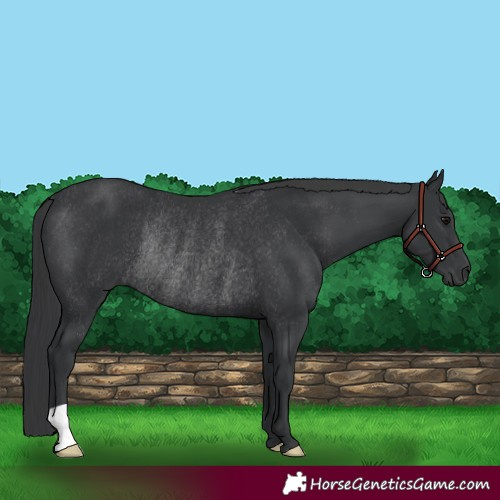 Horse Color:Black Rabicano 