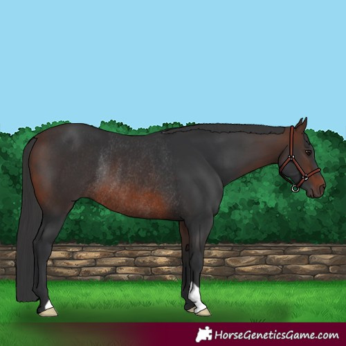 Horse Color:Brown Rabicano 