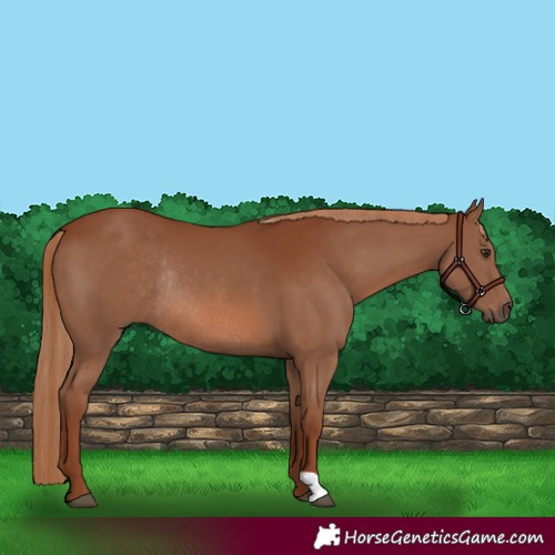 Horse Color:Chestnut Rabicano 