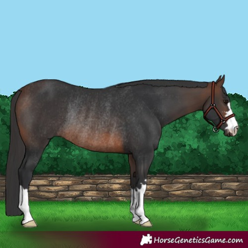 Horse Color:Brown Rabicano 
