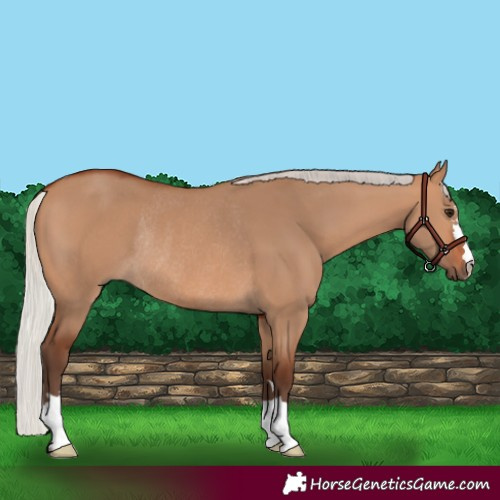 Horse Color:Silver Bay Dun Rabicano 