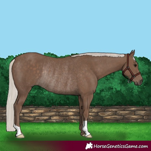Horse Color:Silver Black Rabicano 