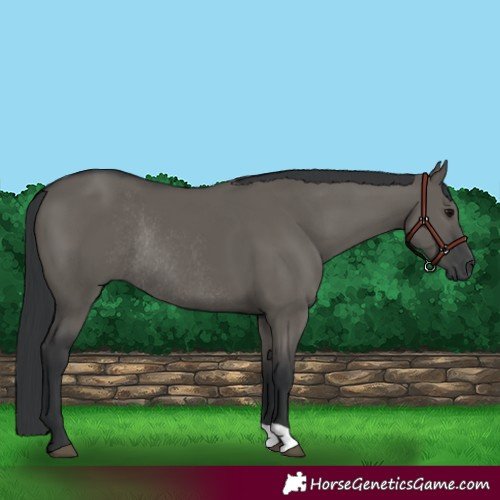 Horse Color:Grullo Rabicano 