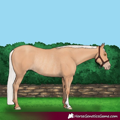 Horse Color:Silver Classic Champagne Rabicano 