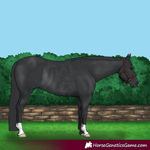 Horse Color:Black Rabicano 