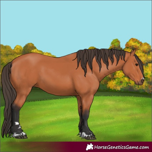 Horse Color:Bay 