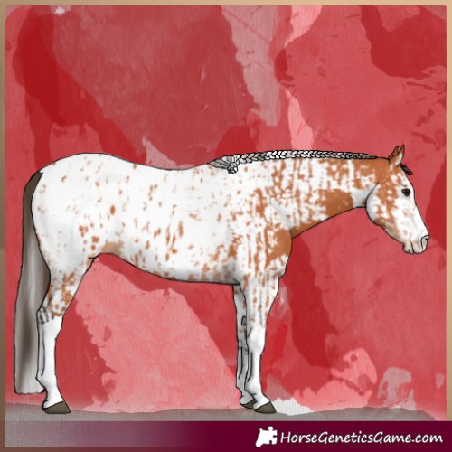 Horse Color:Bay Splash Tobiano Appaloosa and Bay Splash Tobiano Appaloosa