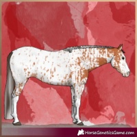 Horse Color:Bay Splash Tobiano Appaloosa and Bay Splash Tobiano Appaloosa