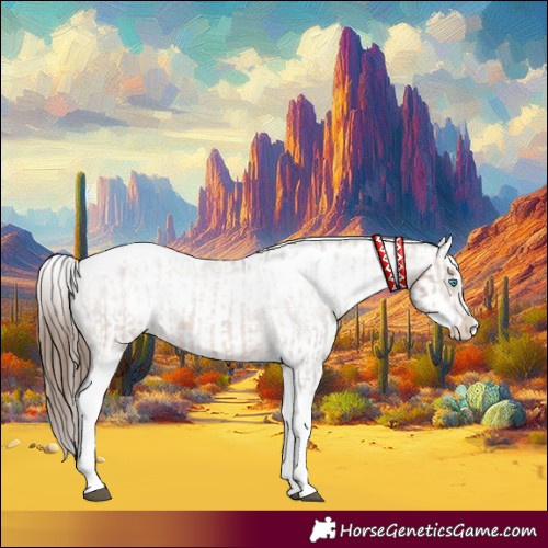 Horse Color:Bay Splash Tobiano Appaloosa  and White Spotted Bay Splash Tobiano Appaloosa 
