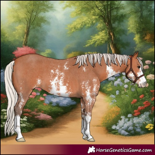 Horse Color:Silver Bay Sabino Appaloosa