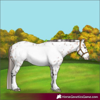 Horse Color:Bay Roan Frame Near Leopard