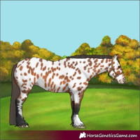 Horse Color:Bay Appaloosa
