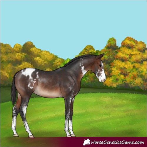 Horse Color:Brown Sabino Varnish Rabicano 